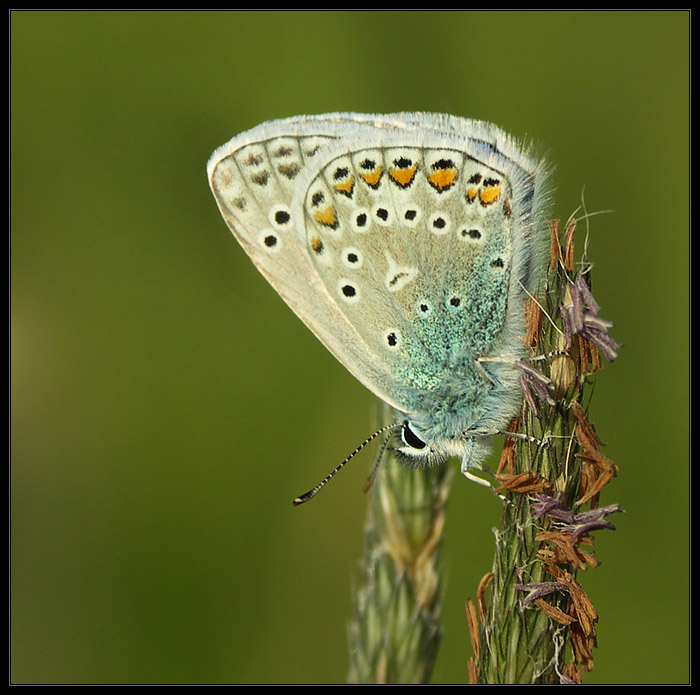 Modraszek Ikar (Polyommatus icarus)