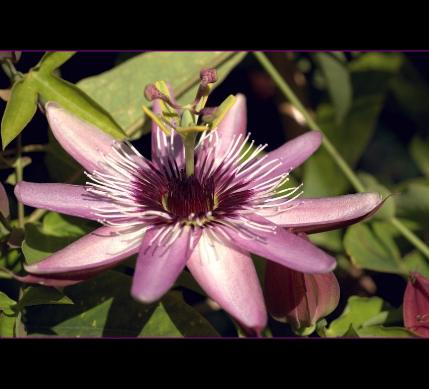 passiflora -odsłona druga...