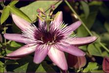 passiflora -odsłona druga...