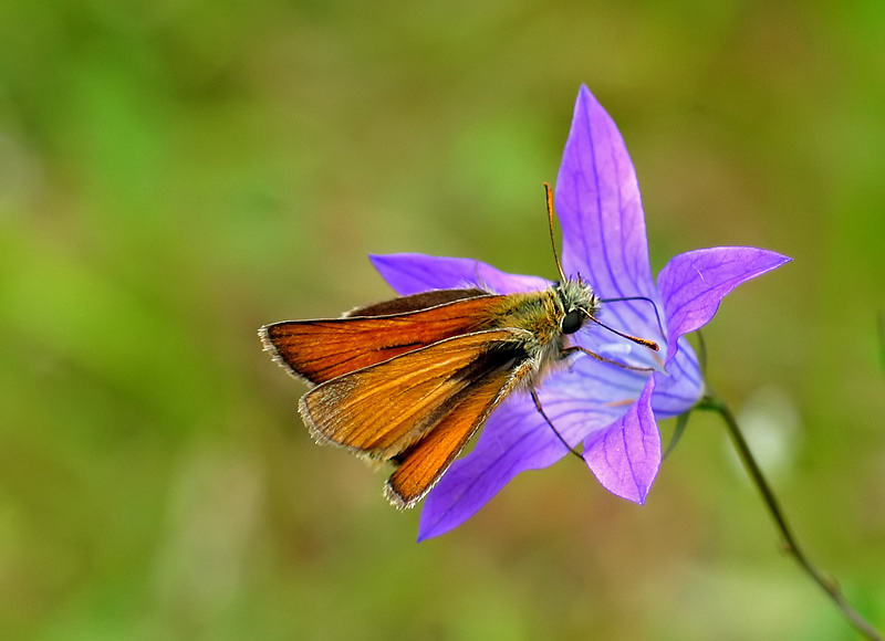 KARŁĄTEK KNIEJNIK (Ochlodes venatus)