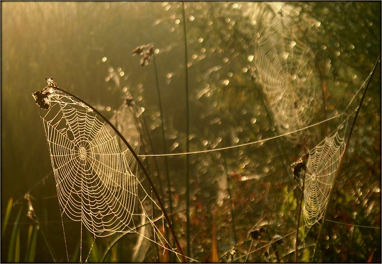 Na łące wstaje nowy dzień...