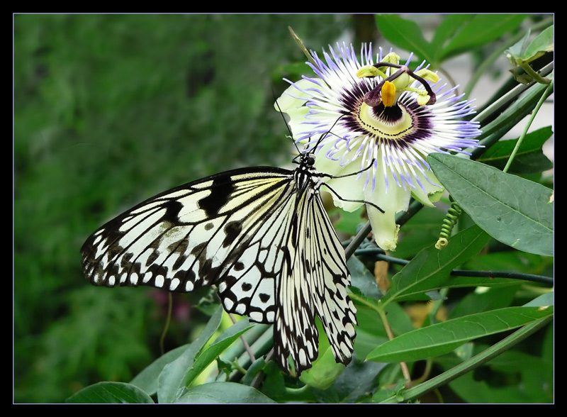 Idea leuconoe