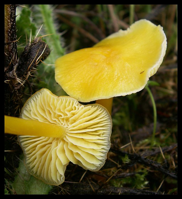 Hygrocybe persistens - Wilgotnica trwała