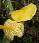 Hygrocybe persistens - Wilgotnica trwała