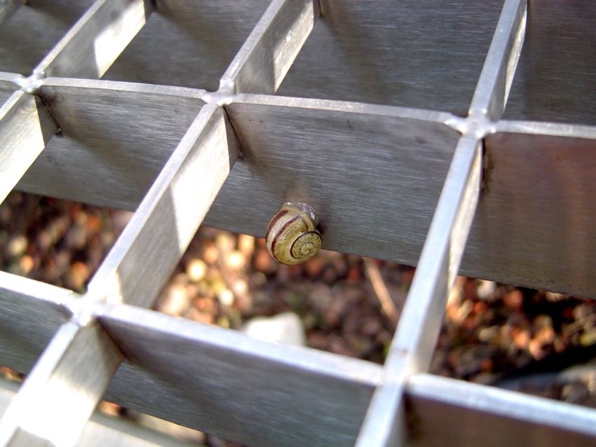 snail