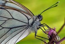 NIESTRZĘP GŁOGOWIEC (Aporia crataegi)