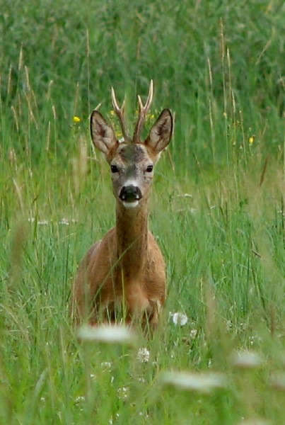 koziołek