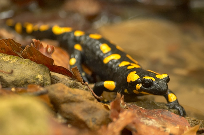 Salamandra