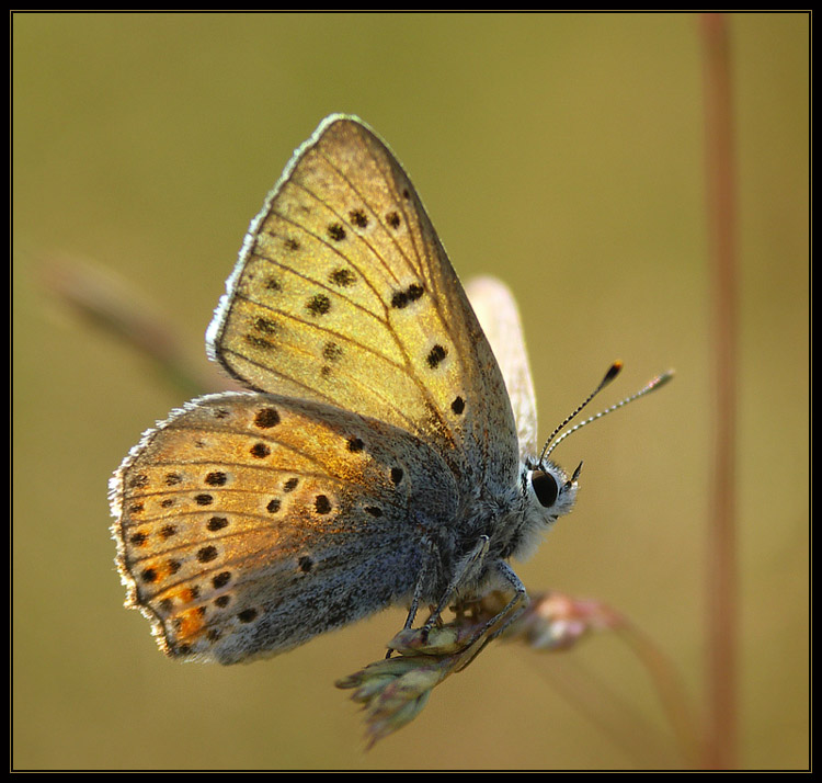 Czerwończyk zamgleniec (Lycaena alciphron)