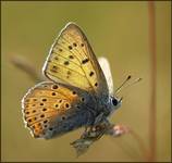 Czerwończyk zamgleniec (Lycaena alciphron)