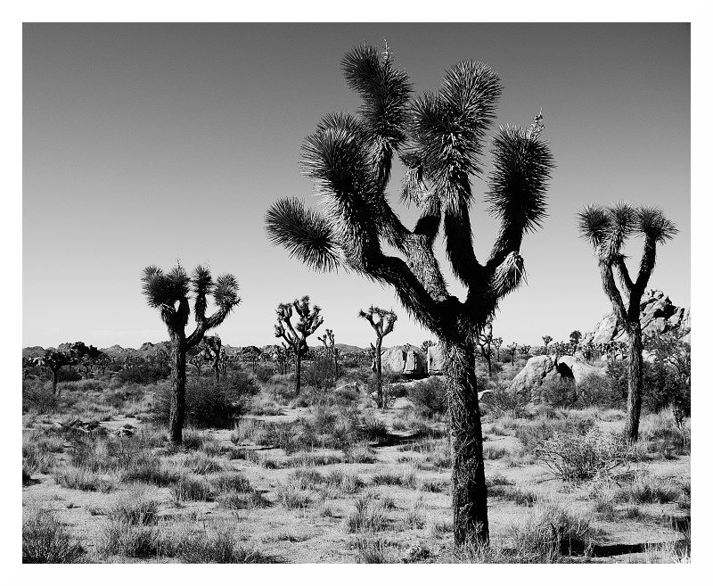 W słońcu pustyni Joshua Tree