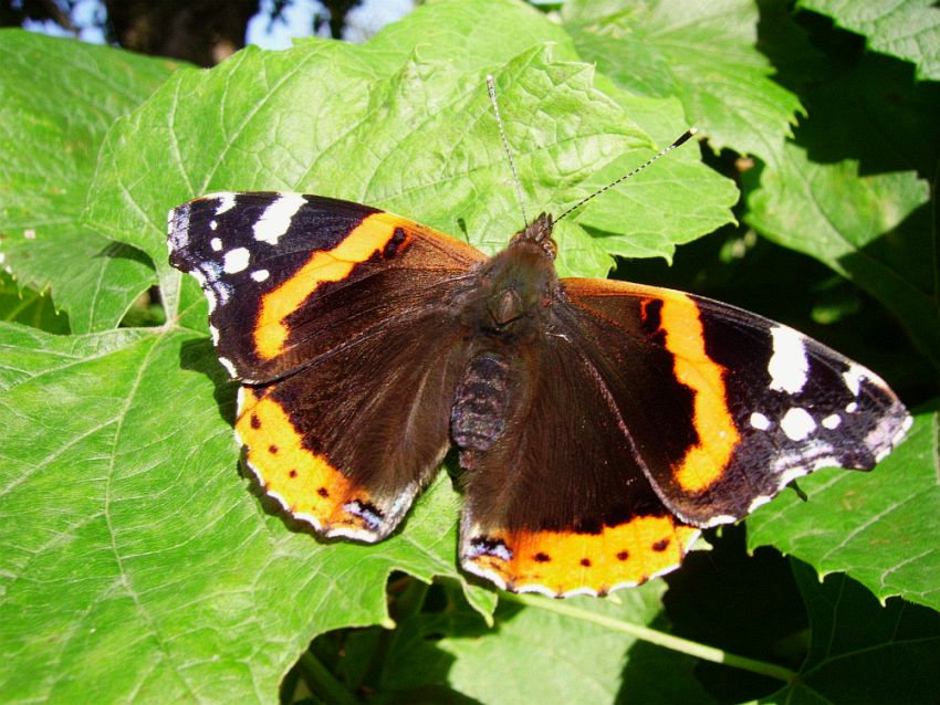 Rusałka admirał (Vanessa atlanta)