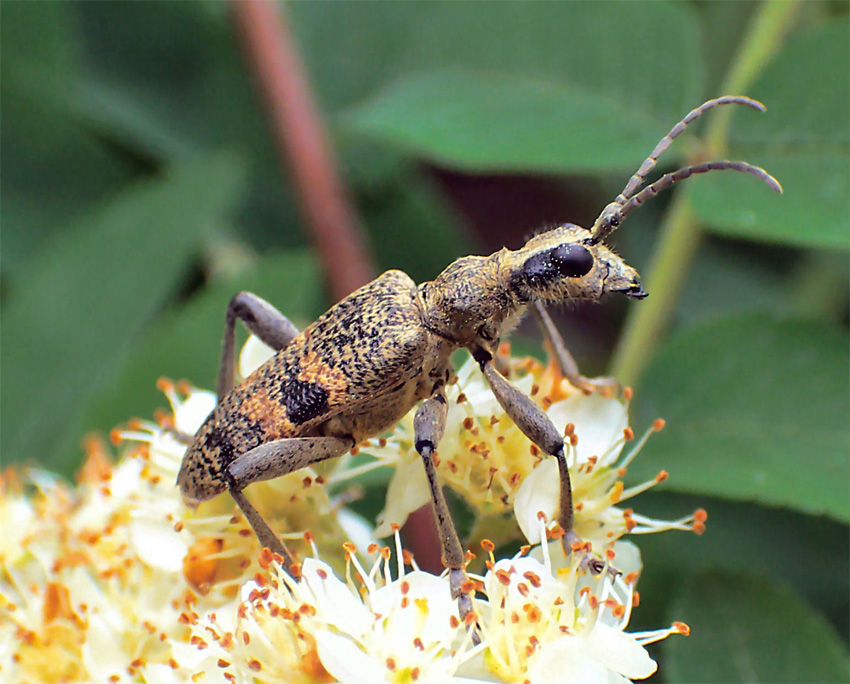 Rhagium mordax - Rębacz szary