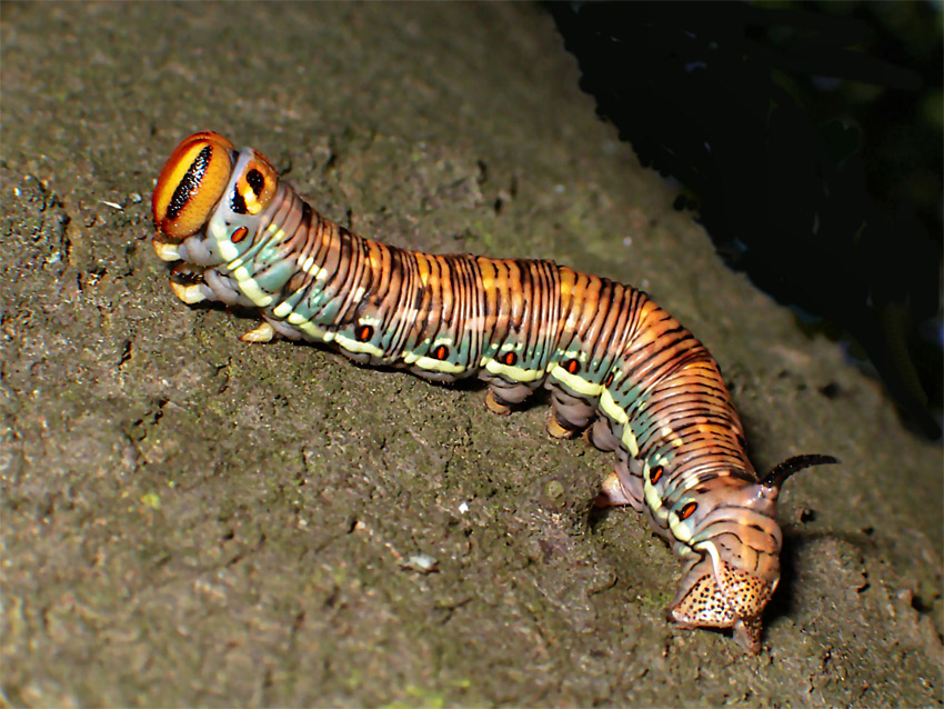 Sphinx pinastri - Zawisak borowiec