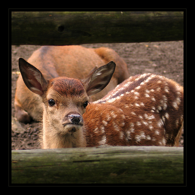 Bambi? :)