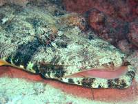 crocodilefish