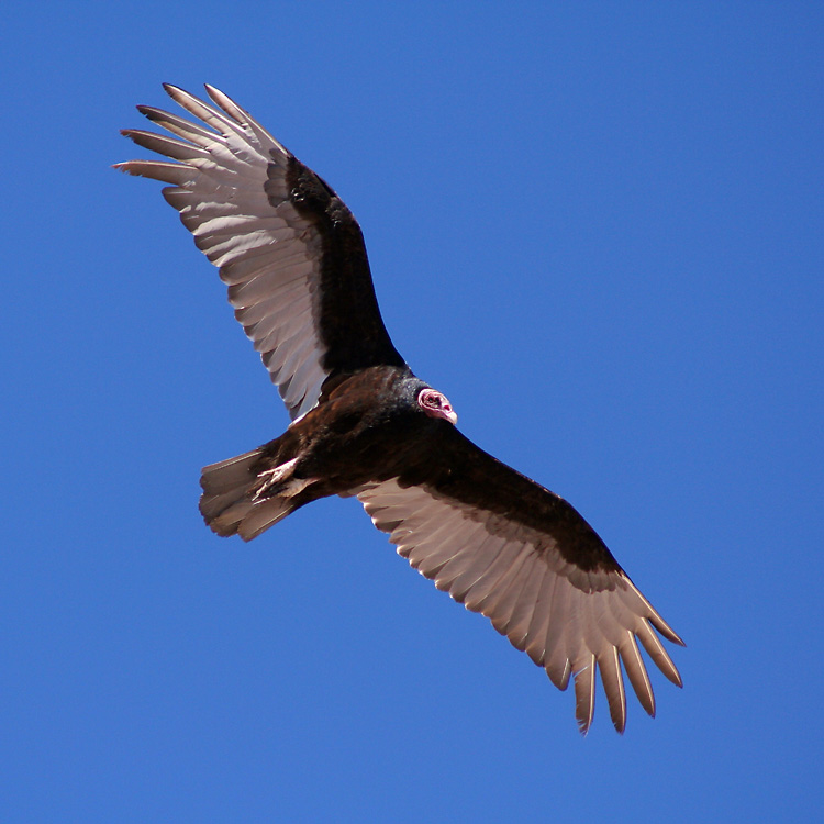 El Condor Pasa