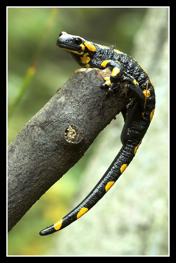 Salamandra