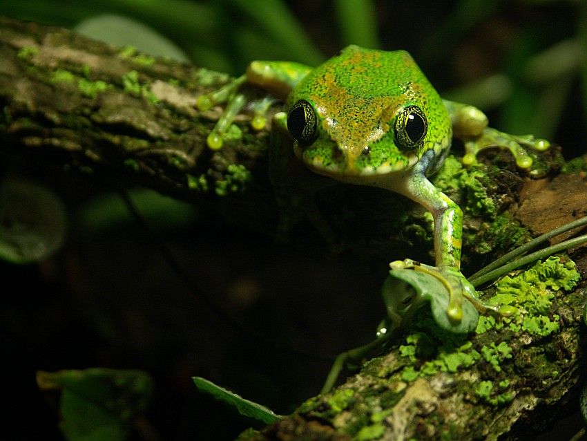 leptopelis vermiculatus