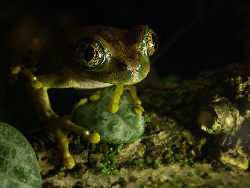 leptopelis vermiculatus