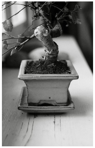 Bonsai