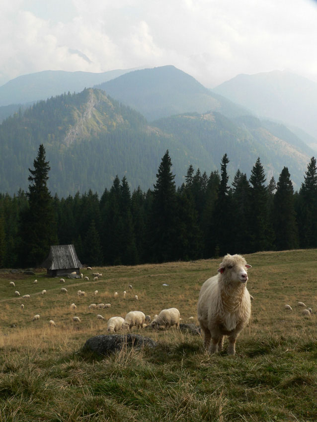 Owce na Rusinowej Polanie