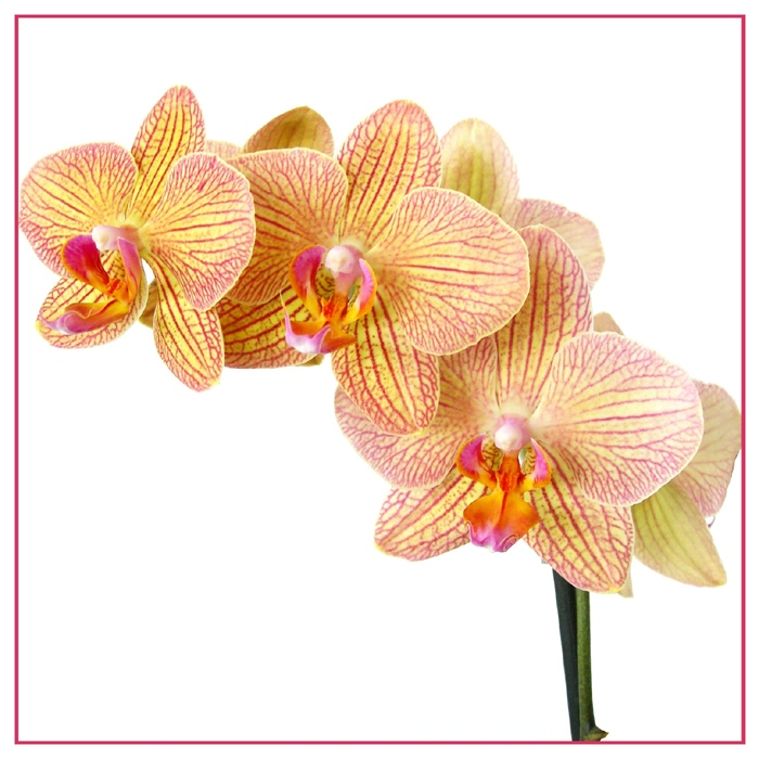 Orchidea