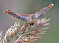 CZERWOŃCZYK FIOLETEK (lycaena helle)