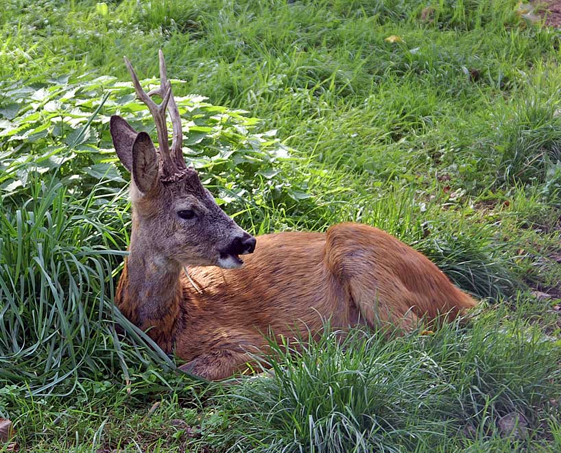 koziołek