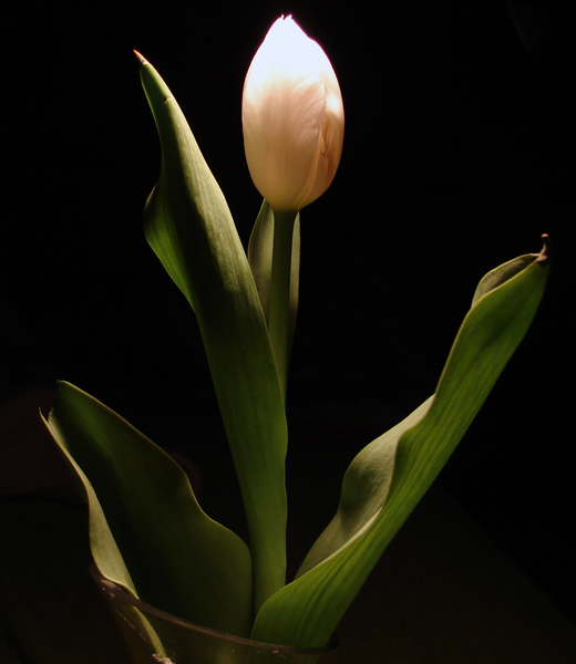 Tulipan