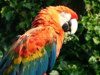 Papużka - Colchester ZOO