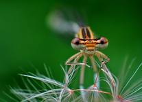 ŁĄTKA DZIEWECZKA (Coenagrion puella) dedykuje dla Łukasza i Kasi