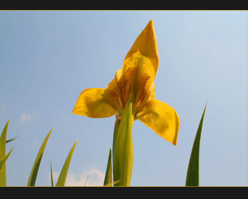 Yellow flower