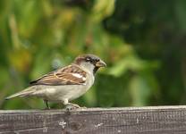 Passer domesticus