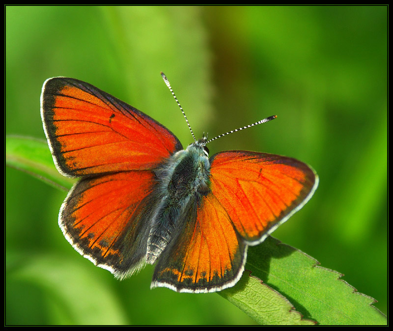 Czerwończyk nieparek (Lycaena dispar)