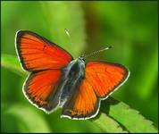 Czerwończyk nieparek (Lycaena dispar)