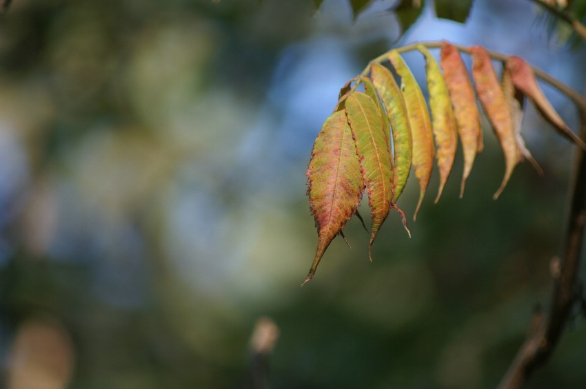 Autumn leaf