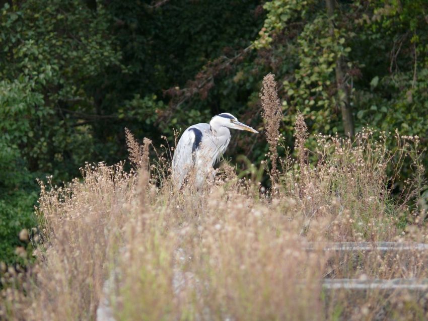 czapla w media park