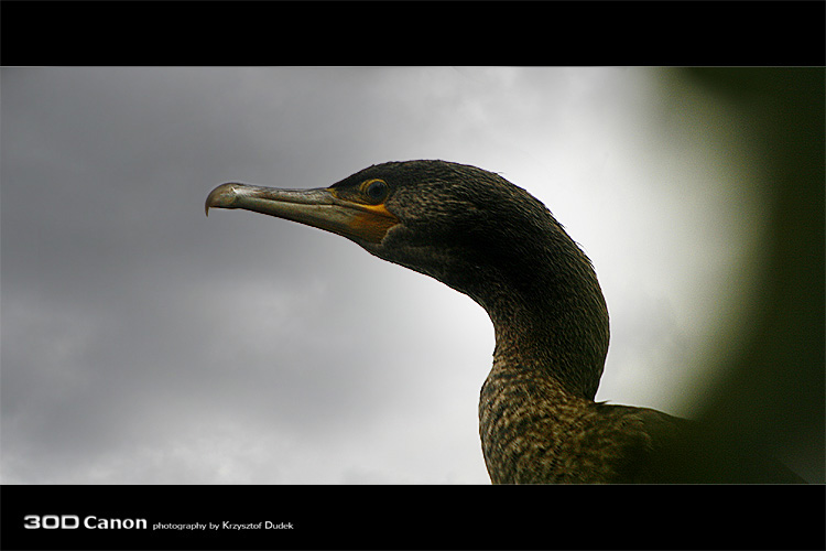 Kormoran Czarny