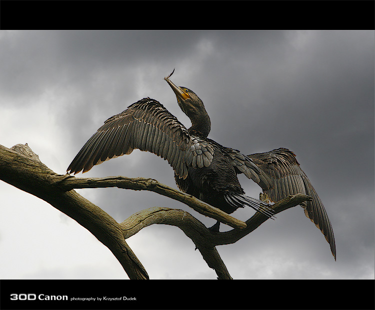 Kormoran Czarny - suszenie klasyczne...