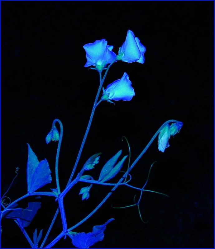 night flower