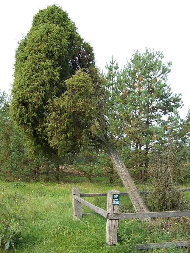 jeden z okazów.