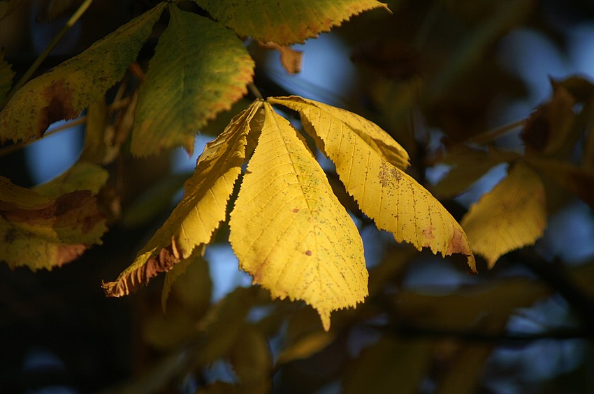 Autmun leaf#2