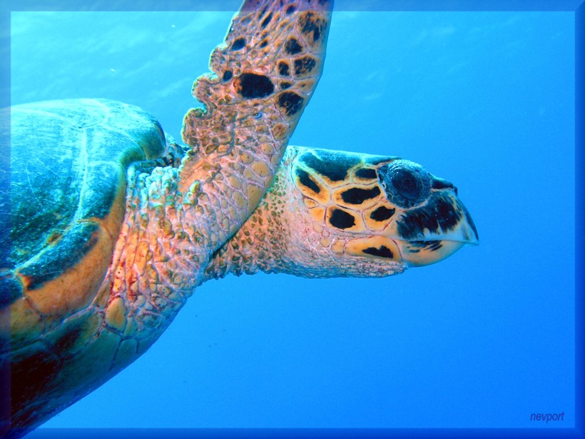 Hawksbill sea turtle