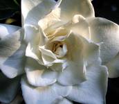 Gardenia