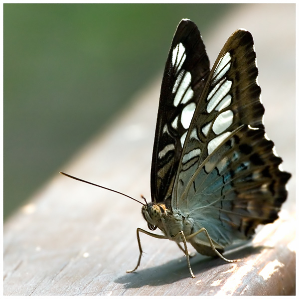 Motyl na poręczy