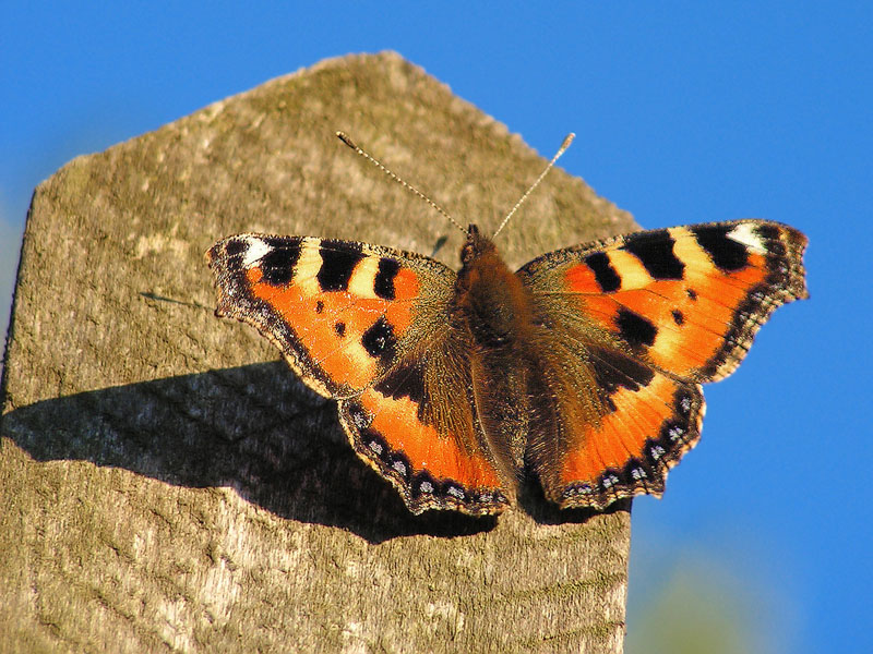 motyl