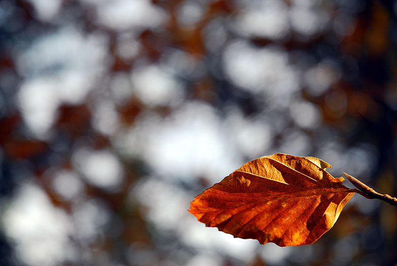 colours of autumn