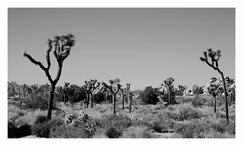 Joshua Tree