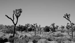 Joshua Tree